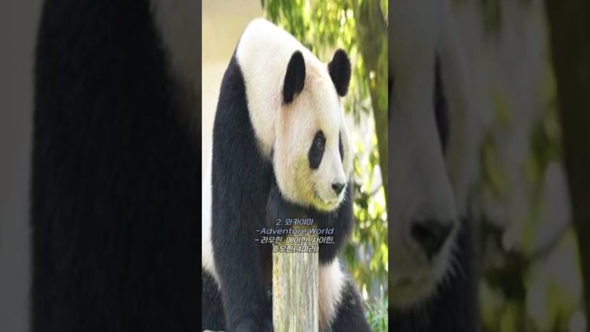 푸바오 열풍!  일본 판다가 있는 동물원 #panda #푸바오 #shorts