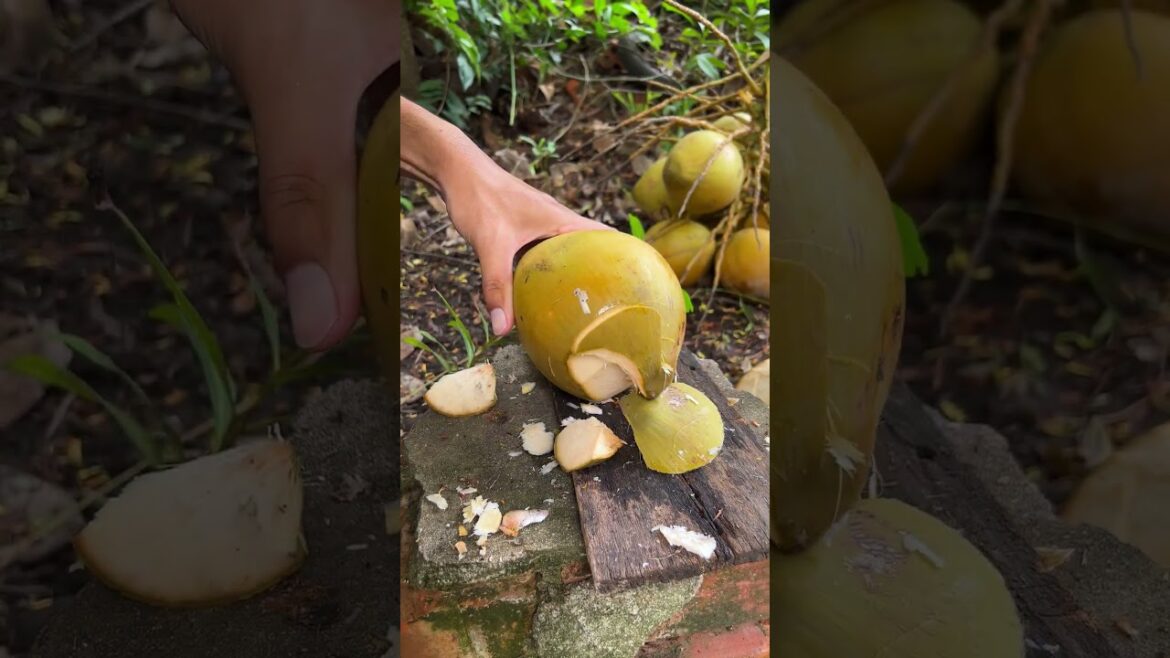 Golden coconut cutting skill #shorts #streetfood #viral #coconut #asmr Golden coconut cutting skill #shorts #streetfood #viral #coconut #asmr