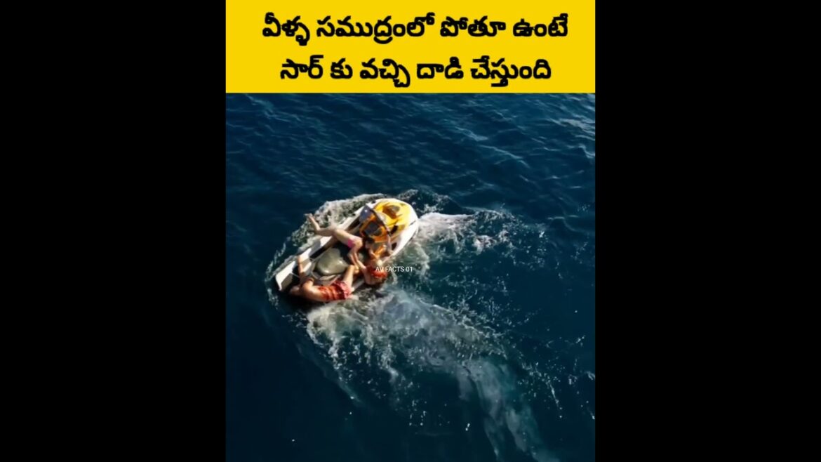 వీళ్ళ సముద్రంలో పోతూ ఉంటే సార్ కు వచ్చి దాడి చేస్తుంది