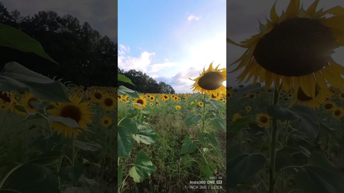 ひまわり畑のひまわり 近景 夕映の頃　2023/08/16