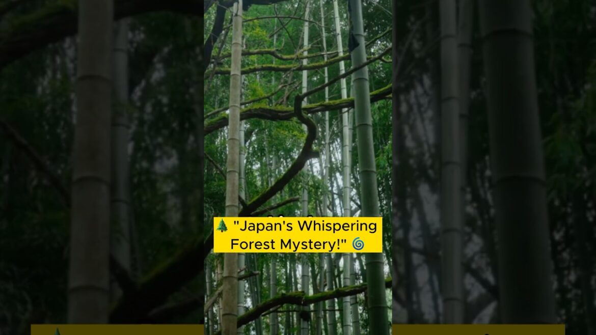 Japan’s Sea of Trees: The Enigmatic Aokigahara Forest! #japan #mysteryforest Japan's Sea of Trees: The Enigmatic Aokigahara Forest! #japan #mysteryforest