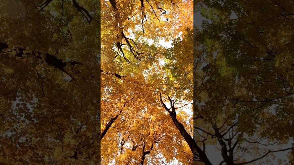 4K scene of Japan #nature #relaxing #shorts