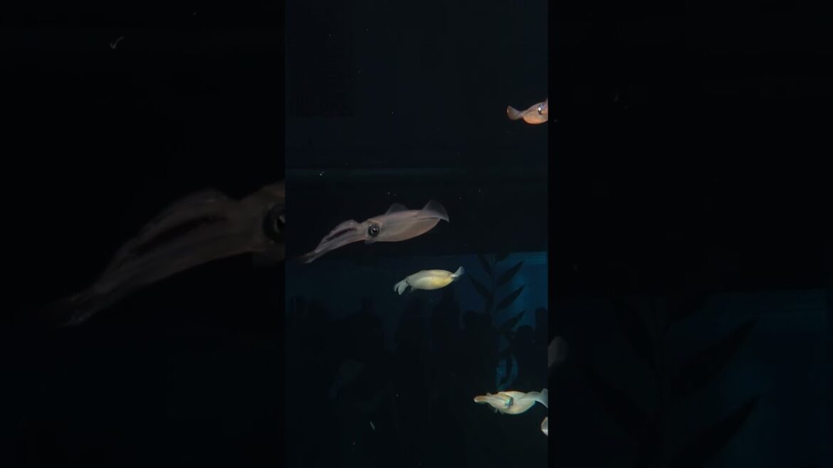 Enhance your Osaka Aquarium Experience with Music #osaka #japan #japantravel Enhance your Osaka Aquarium Experience with Music #osaka #japan #japantravel