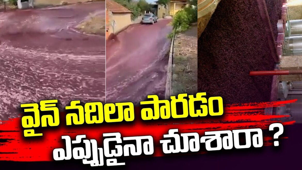 Rivers of red wine flow through streets of Portuguese town || #starnewstelugu #starnews