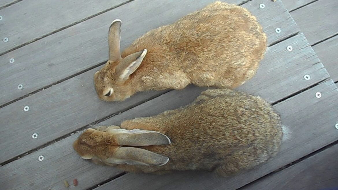 Japan Trip 2017: August 8 - Rabbits on Okunoshima Island #4