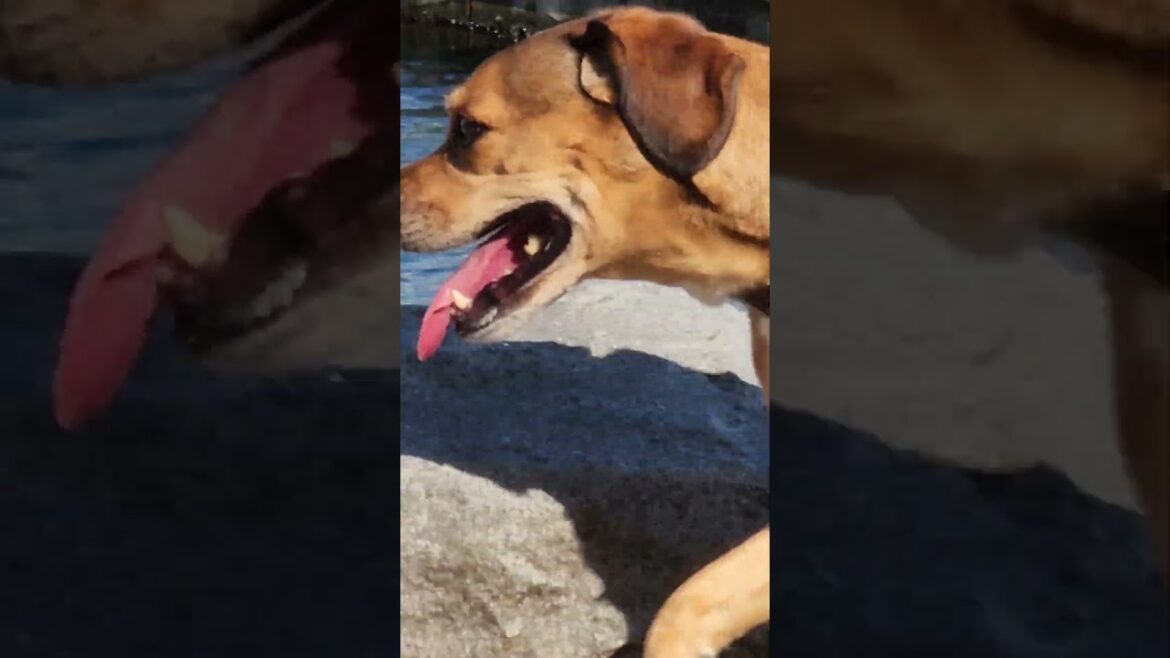 LABRADOR WITH AKITA BULLDOG WELSH CORGI HUSKY RETRIEVER