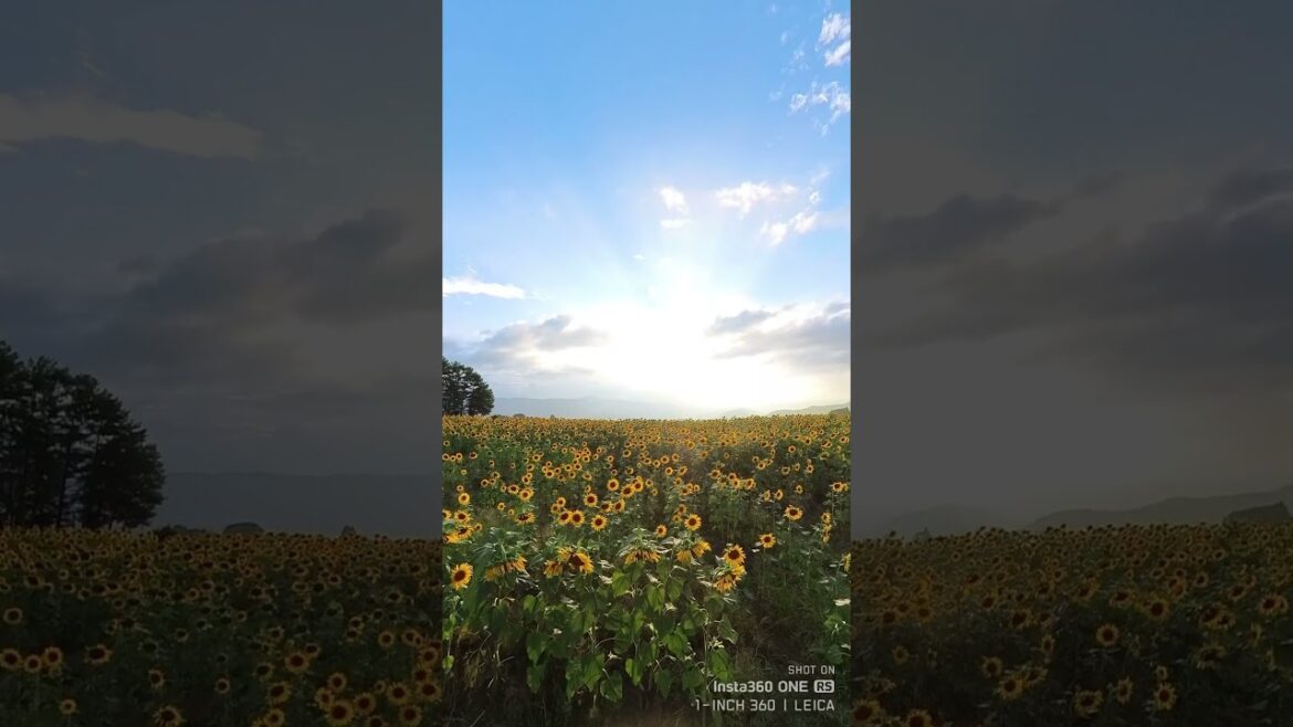 ひまわり畑のひまわり 遠景 夕映の頃　2023/08/16