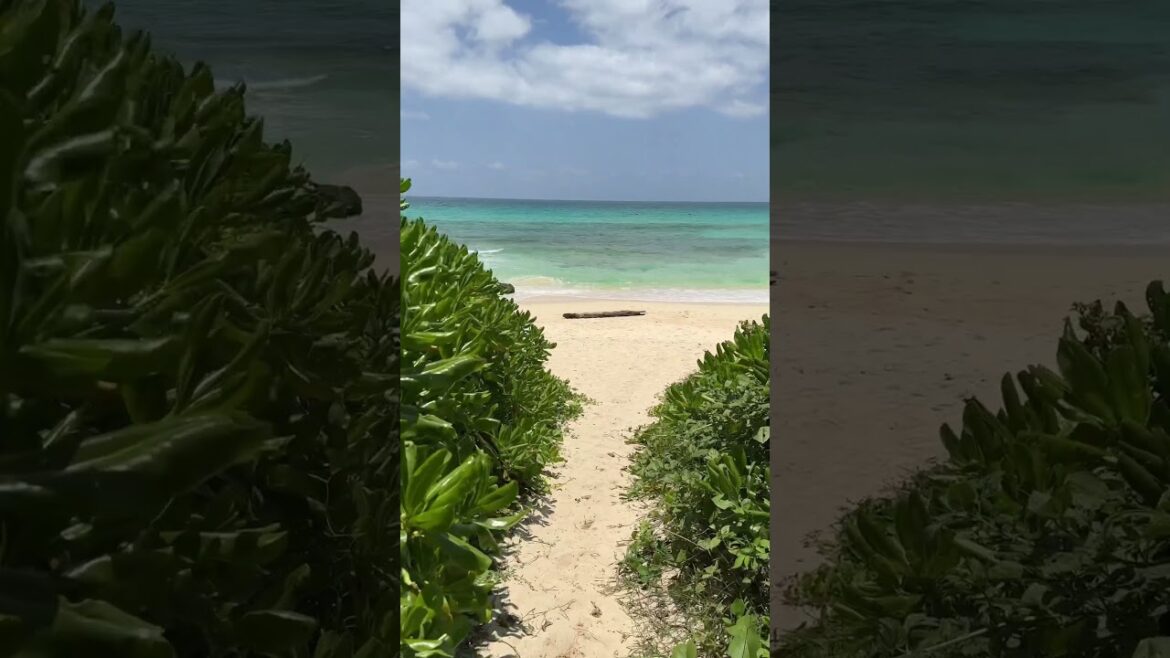 宮古島 伊良部島❣️ブルータート ルBlue Turtle おすすめ！カフェ レストラン