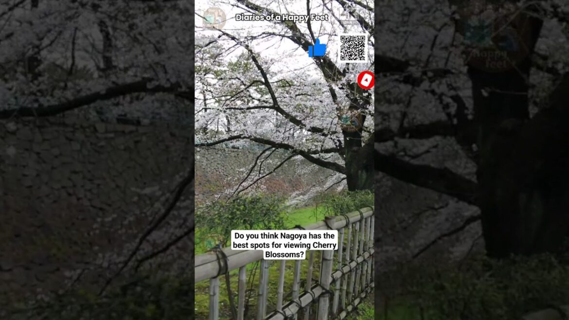 Viewing Cherry Blossoms @Nagoya Castle Japan #cherryblossoms #sakura #cherryblossom #nagoyacastle Viewing Cherry Blossoms @Nagoya Castle Japan #cherryblossoms #sakura #cherryblossom #nagoyacastle