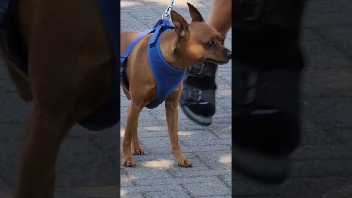 CHIHUAHUA WAITING FOR HUSKY LABRADOR AKITA Welsh Corgi