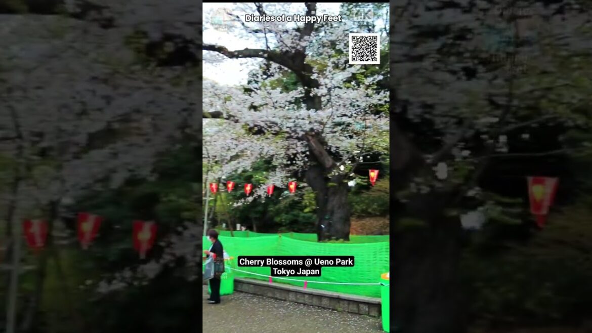 Viewing Cherry Blossoms @ Ueno Park #cherryblossoms #sakura  #cherryblossom #ueno #uenopark #cherry