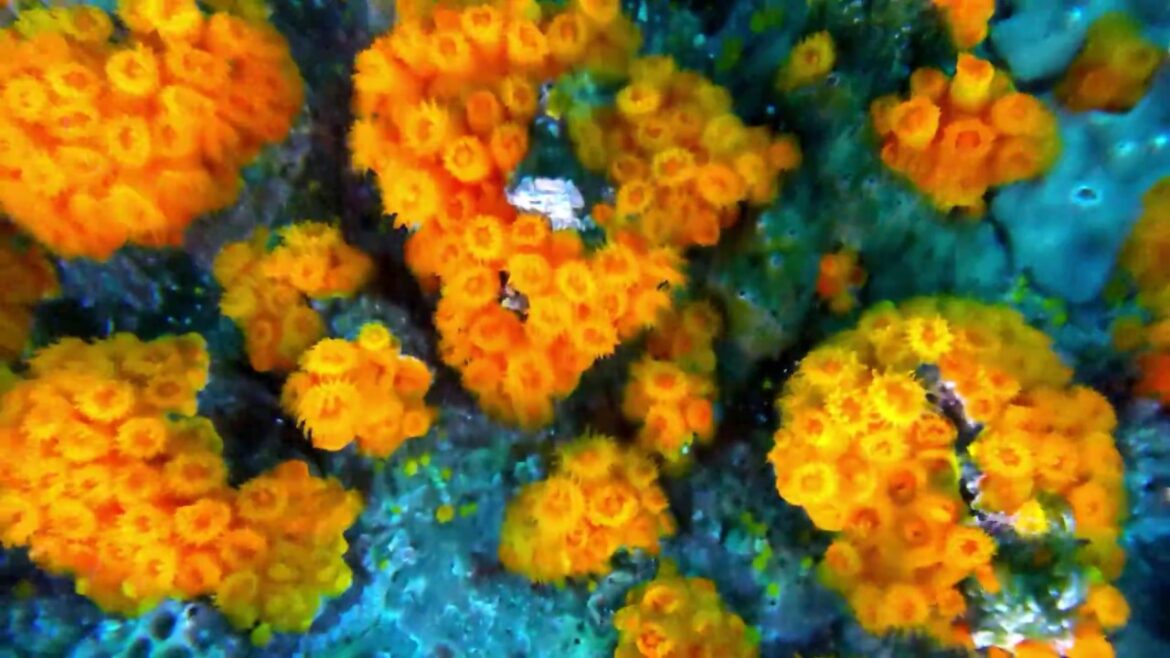 Aeolian islands: snorkeling