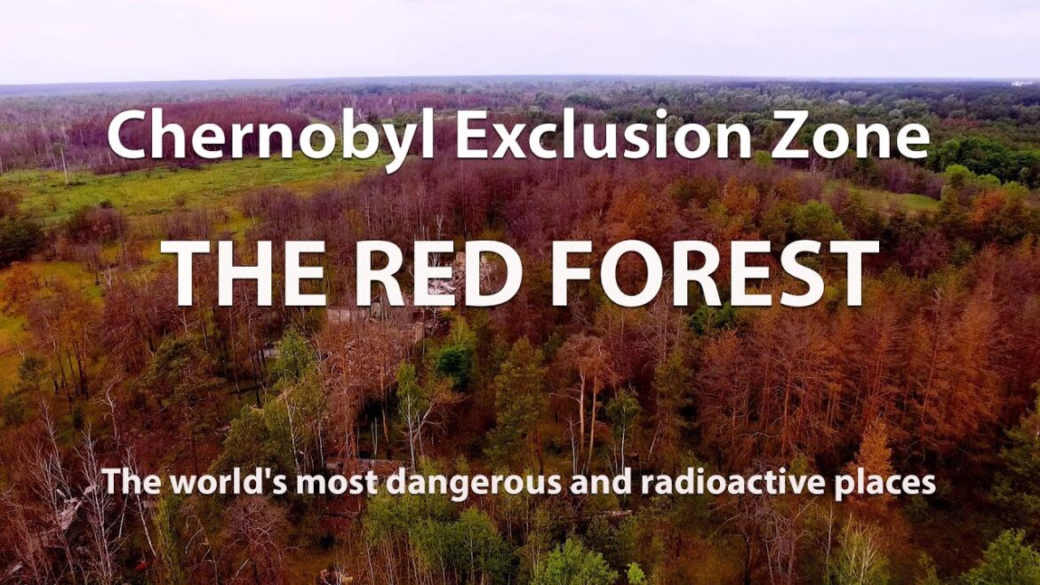 The Red Forest. The most dangerous and radioactive places in the world. Chernobyl Exclusion Zone The Red Forest. The most dangerous and radioactive places in the world. Chernobyl Exclusion Zone