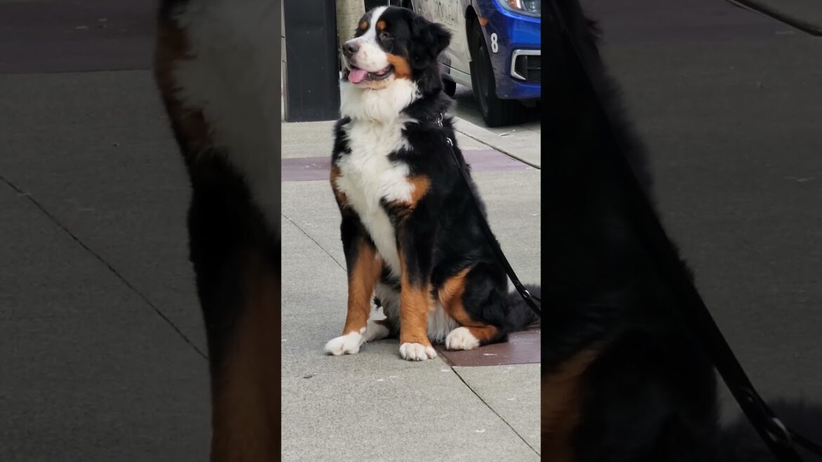THE GREAT BERNESE MOUNTAIN DOG WAITING FOR HUSKY AND AKITA BASE
