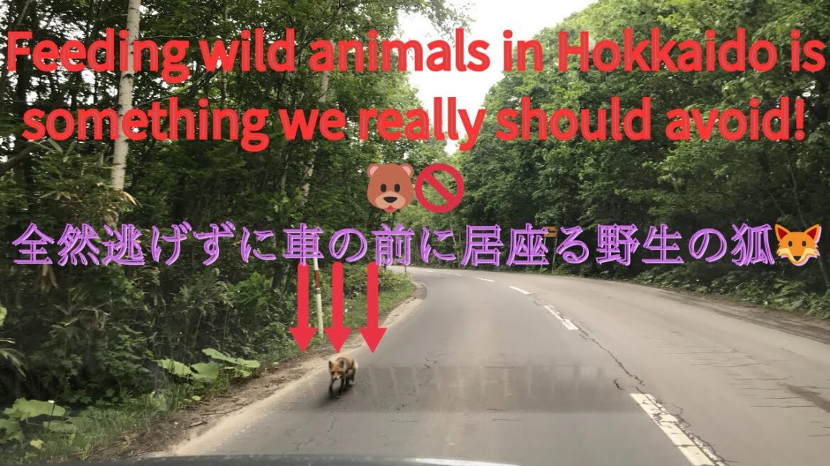 【北海道オール車中泊＆下道弾丸旅】逃げない狐🦊餌やり禁止