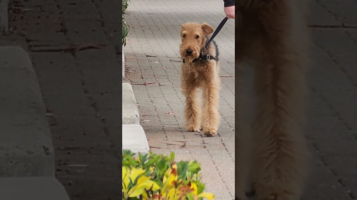 Giant Snhauzer looking for Akita and Retriever