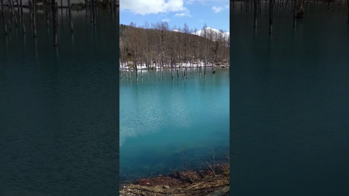 Beautiful blue waters of the Shirogane Blue Pond (白金青い池) 💙 #shorts #travel #japan #hokkaido Beautiful blue waters of the Shirogane Blue Pond (白金青い池) 💙 #shorts #travel #japan #hokkaido