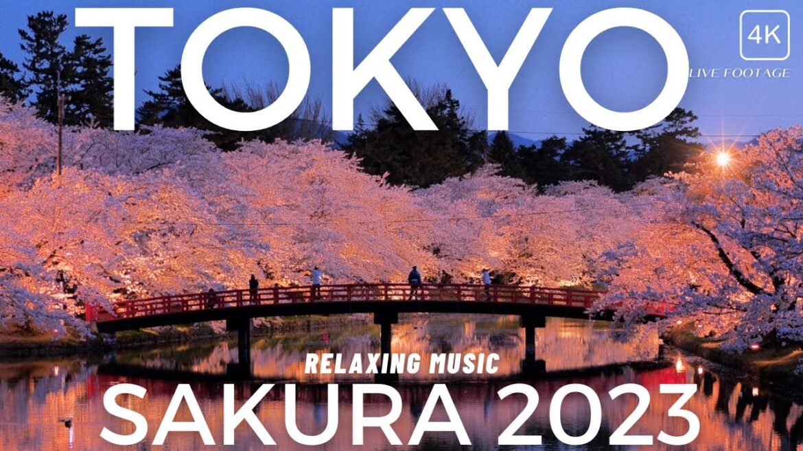 Cherry Blossom 2023 in Tokyo 4k. Best Sakura Relaxing Music
