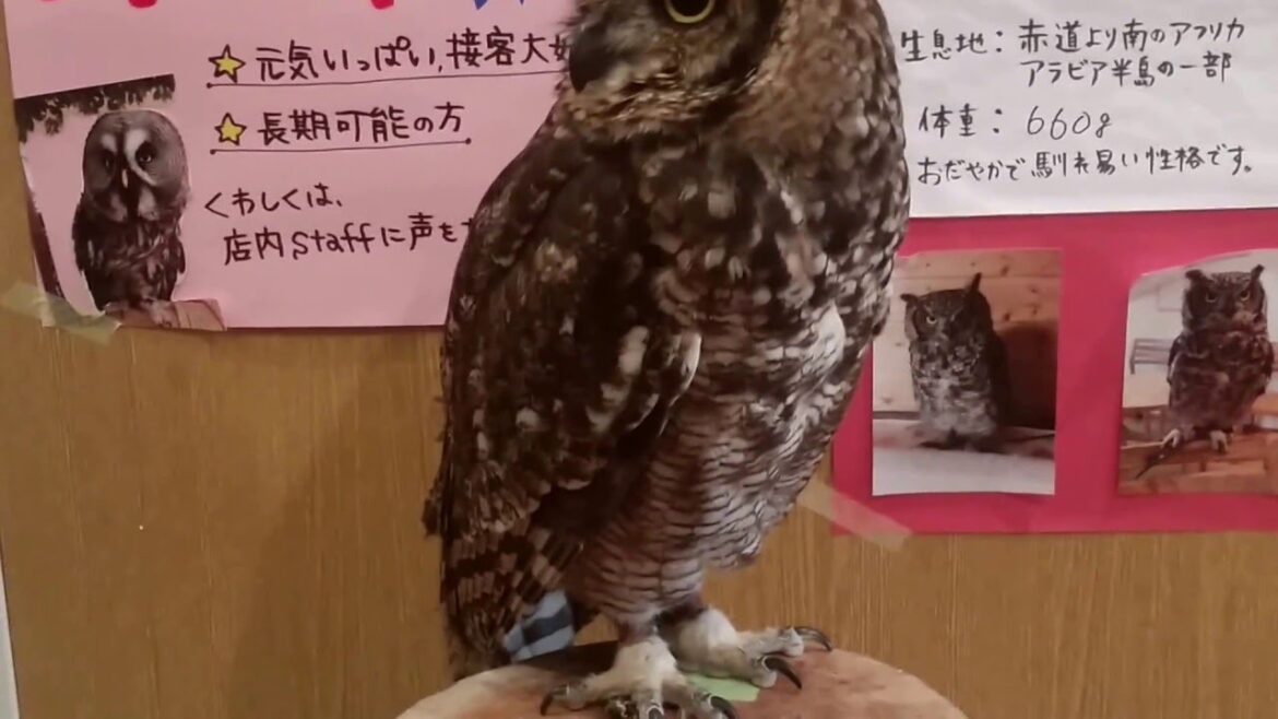 20160416 japan trip in nagoya an owl cafe     nonta