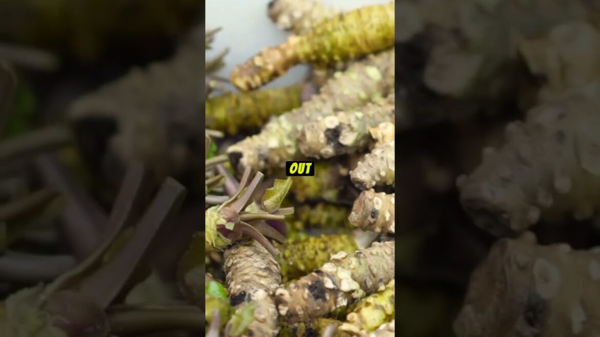 Tokyo's Hidden Treasures: Top 5 Must-Visit Places | #tokyo #travel #shorts #bptv