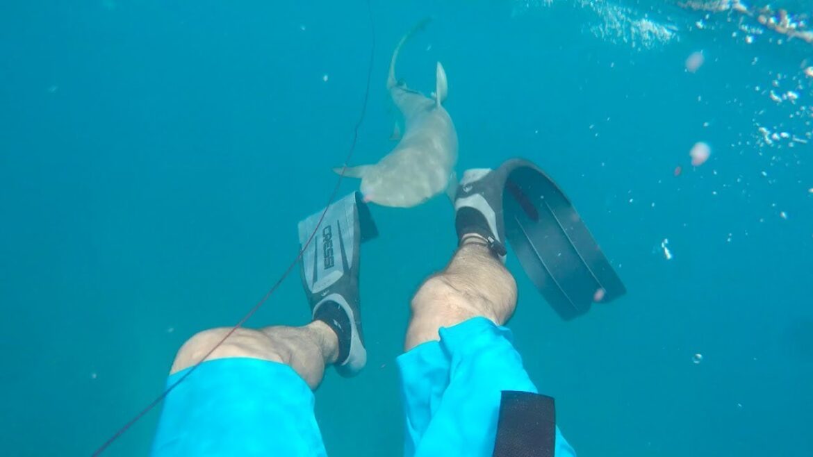 Shark atack on Sardinia, Gopro hero 4, Quick video