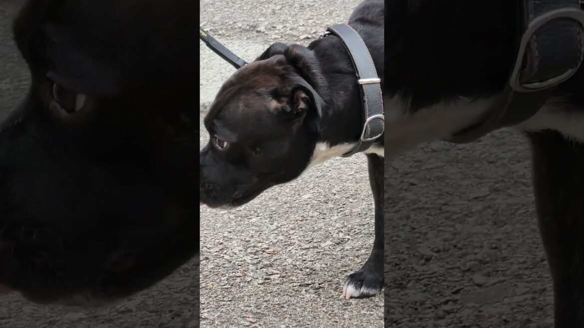 TERRIER WAITING FOR AKITA AND BULLDOG TERRIER WAITING FOR AKITA AND BULLDOG