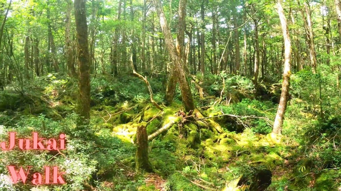 Aokigahara Jyukai. Yamanashi walking tour. 【4K】2023-1