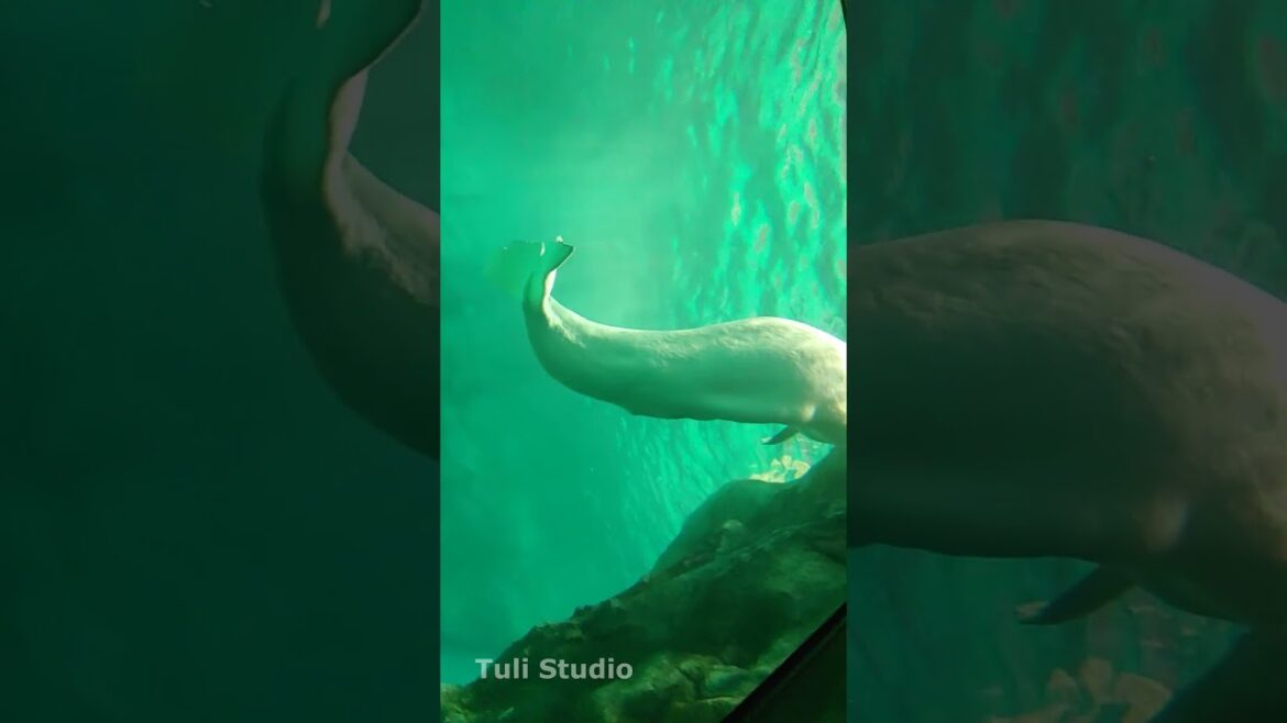 Acuario de Nagoya #japon #vblog #viajes