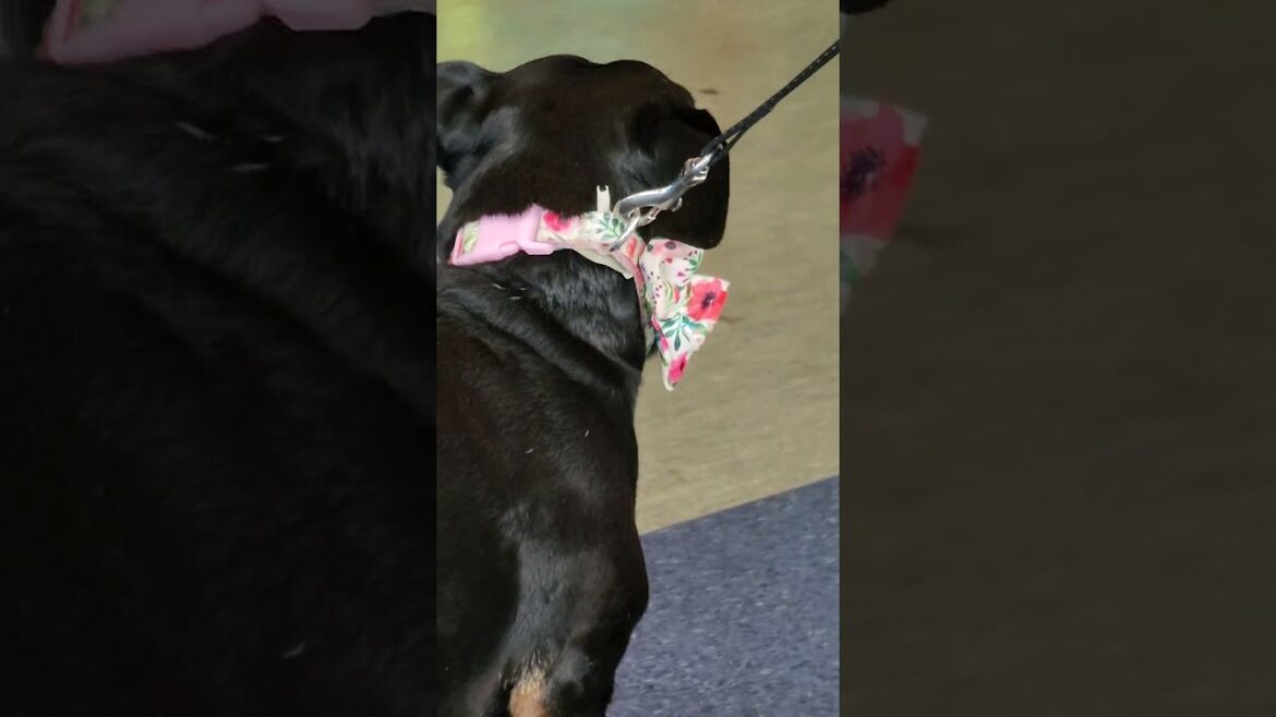 AKITA looking for husky and bulldog