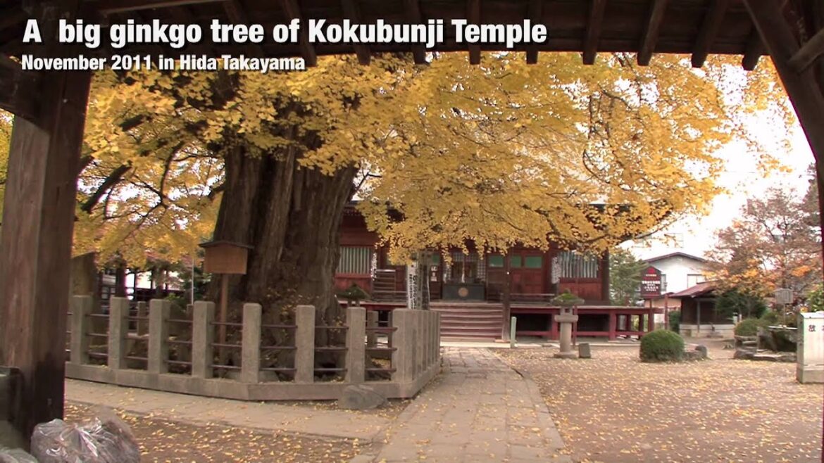 Hida Takayama(A big ginkgo tree of Kokubunji Temple)