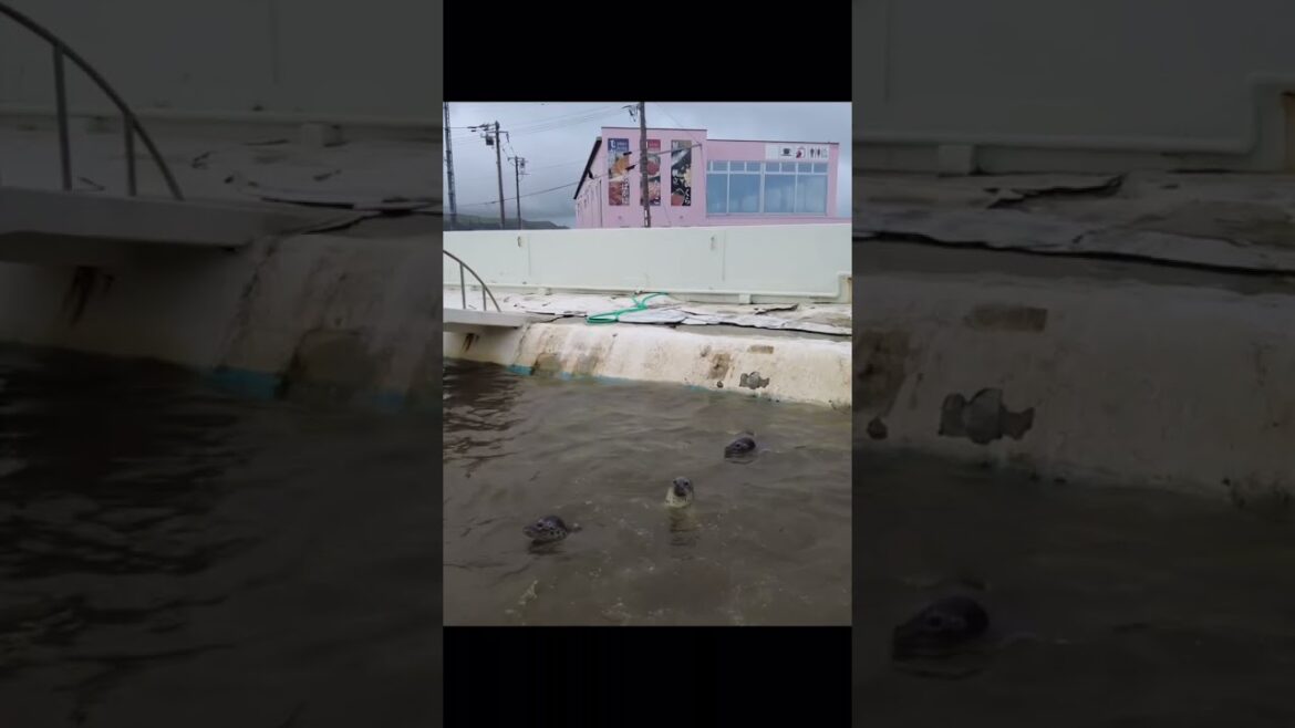 アザラシと目が合ったら...🦭 #shorts