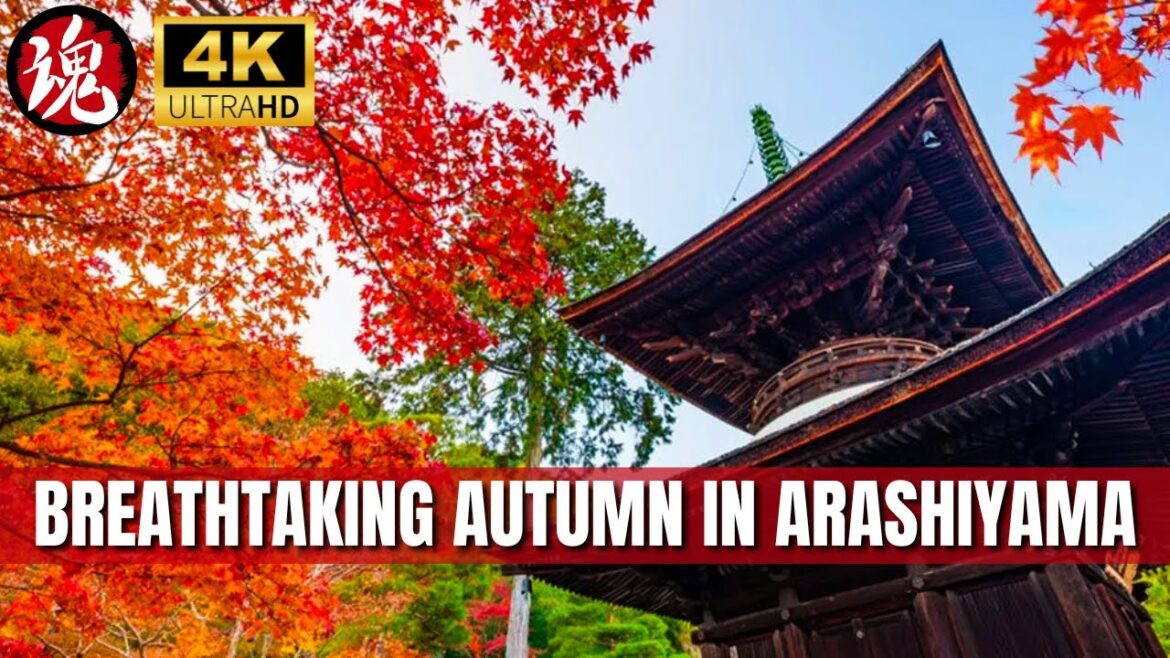 Breathtaking Fall Colors in Arashiyama | Kyoto’s Saga-Toriimoto Preserved Street | 4K Walk Breathtaking Fall Colors in Arashiyama | Kyoto's Saga-Toriimoto Preserved Street | 4K Walk