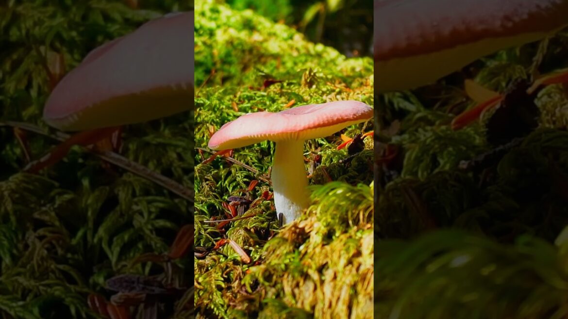 Mossy Mushroom Paradise in Nagano 🌿🍄| Discovering the Hidden Gem of Mononoke Forest ✨ #japan