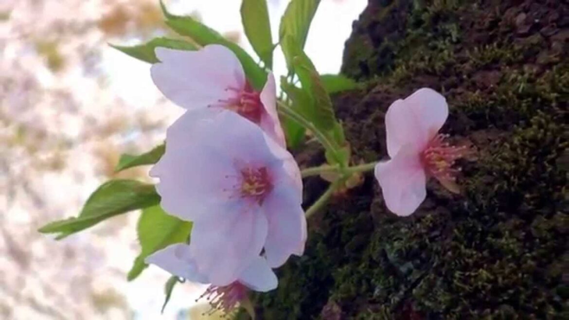 Spring cherry Blossoms in japan 2012－ 春 桜 満開 桜祭り 花見 櫻花 Sakura Hanami flower viewing