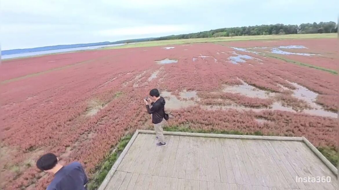 【北海道旅】なぜか辺り一面真っ赤なサンゴ草 hokkaido trip insta360 GO 3