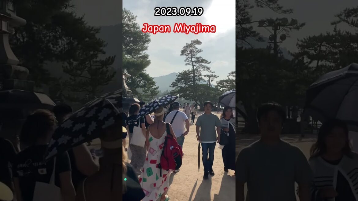 Japan Miyajima walk part08 #shorts #japan