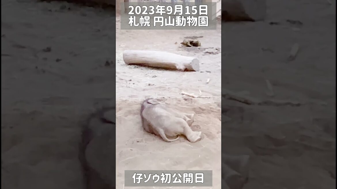 【初公開日】円山動物園の仔ゾウ🐘＠札幌 #shorts