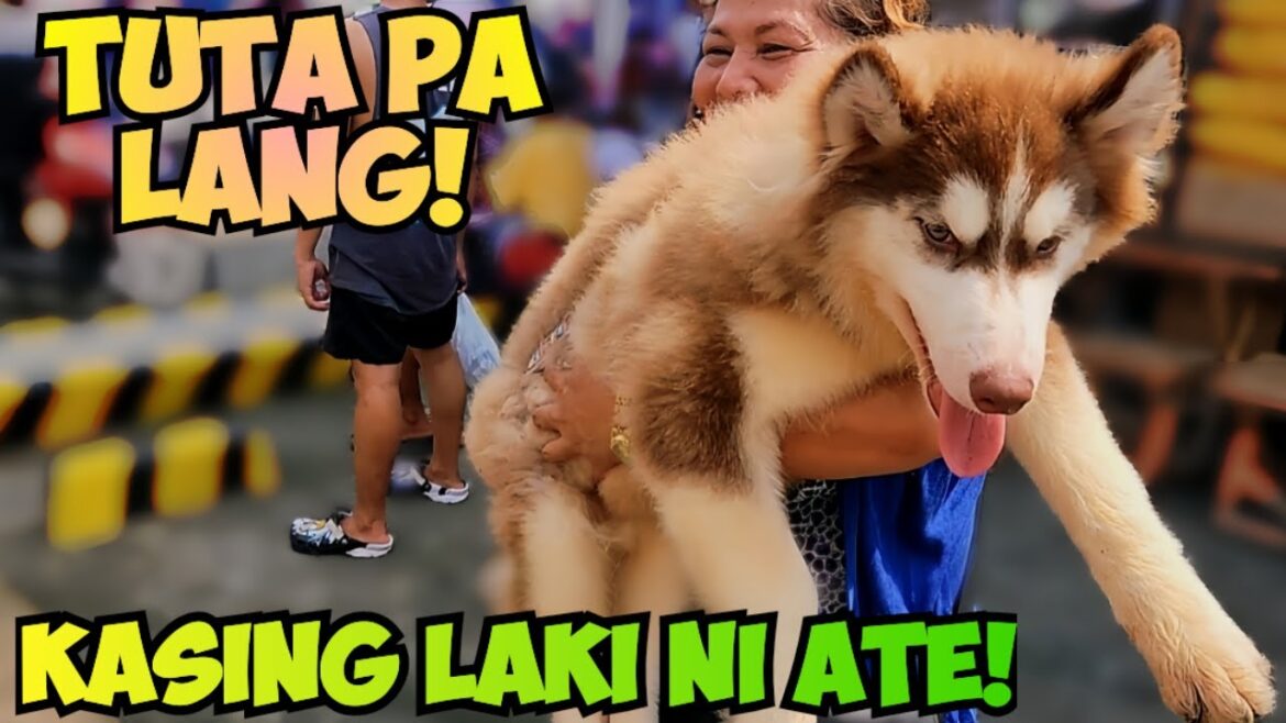 MGA MURA AT QUALITY PETS SA GROTTO BULACAN! MGA MURA AT QUALITY PETS SA GROTTO BULACAN!