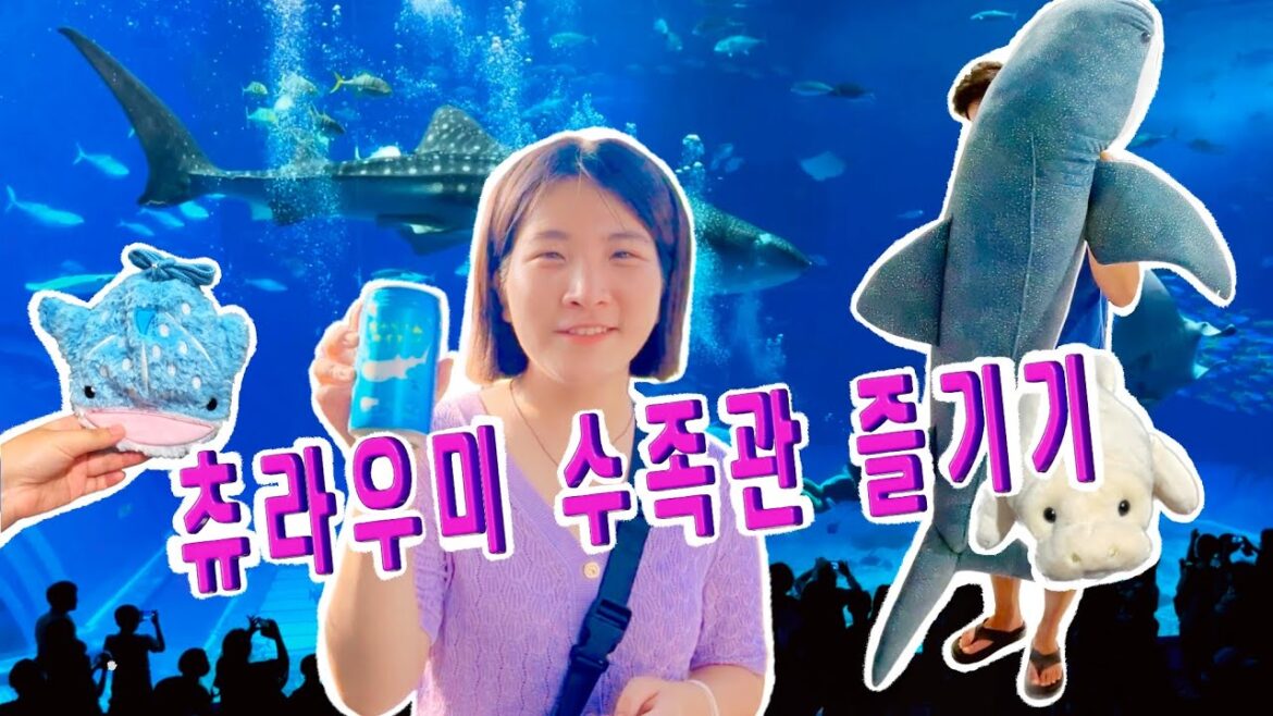 오키나와 츄라우미 수족관 즐기기🐋 | 고래상어, 굿즈샵, 아메리칸빌리지, 플리퍼 스테이크 #츄라우미