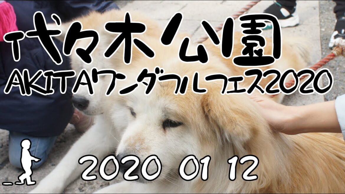【さんぽ】AKITAワンダフルフェス2020 in 代々木公園(AKITA Wonderful Festival 2020 in Yoyogi Park) 【さんぽ】AKITAワンダフルフェス2020 in 代々木公園(AKITA Wonderful Festival 2020 in Yoyogi Park)