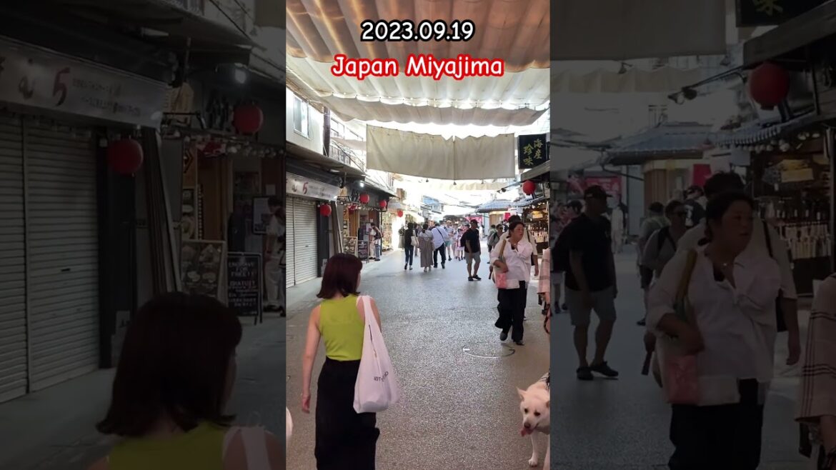 Japan Miyajima walk part05 #shorts #japan