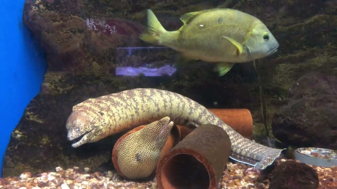 札幌の名物水族館「サンピアザ水族館」に行ってきた！