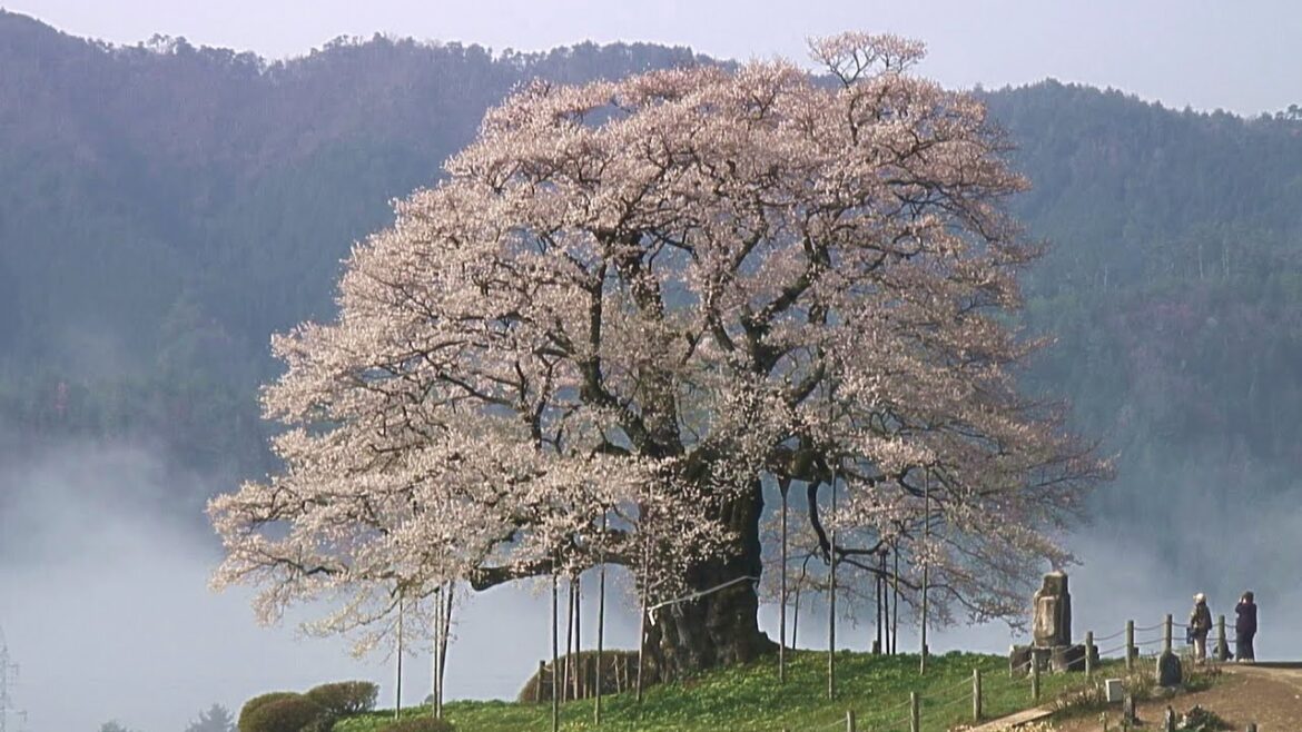 岡山県　醍醐桜 / Daigo cherry blossoms ( Okayama, Japan ) [HD]