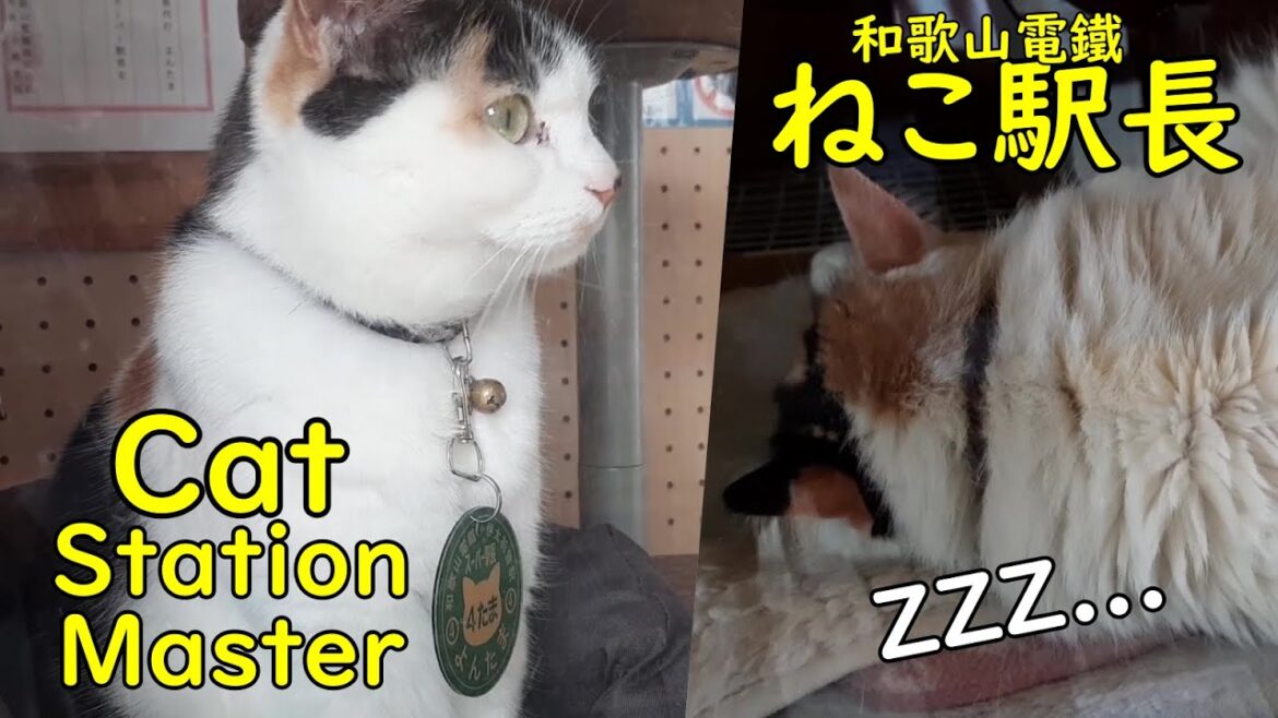 Meeting the Cat Station Master: Nitama and Yontama