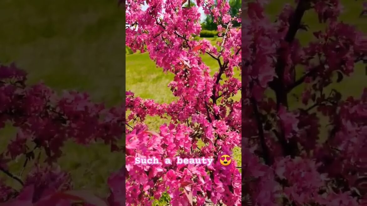 Japan is a dream ✨ such a beautiful nature 😍🌿😀🌺 #lonelyplanet #earthbestshots #jalan_travel