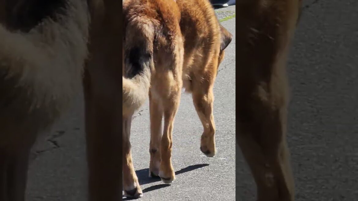 CUTE DOG LOOKING FOR HUSKY AND AKITA