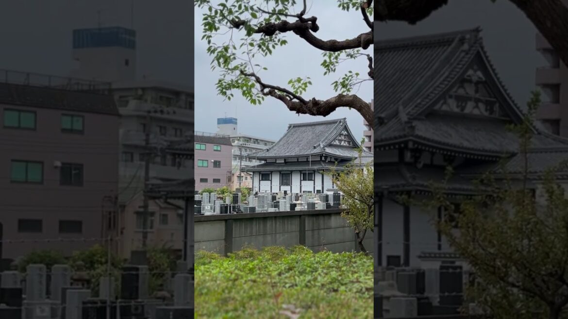 Backyard of Senshuji Temple #japan #tokyo #temple #japanesetemple #temples #travel #shrines #castle
