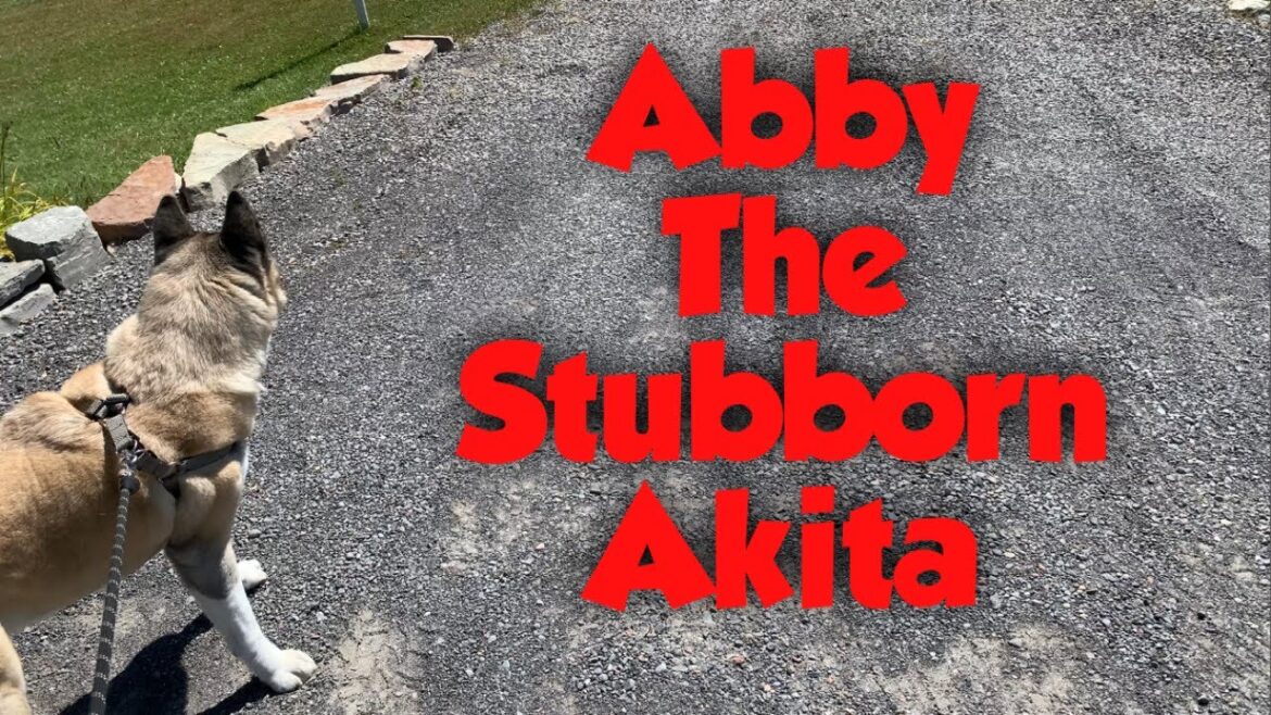 Abby Can Really Be Stubborn lol Abby Can Really Be Stubborn lol