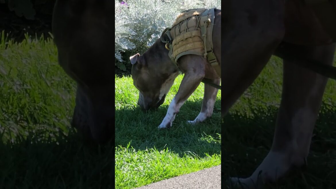 Terrier looking for Akita and Bulldog Terrier looking for Akita and Bulldog