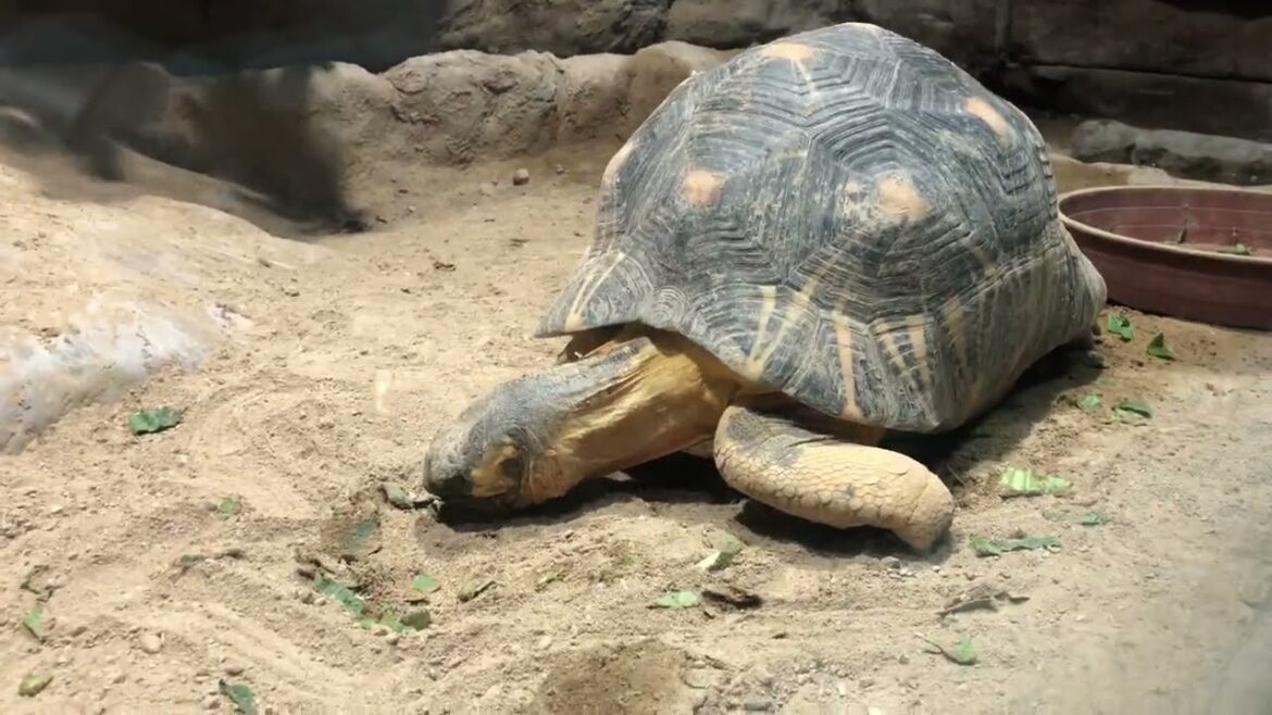 日本の札幌にある大型動物園「円山動物園」に行ってきた！～爬虫類編～